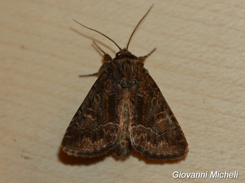 Falena 2 da determinare - Thalpophila matura, Noctuidae